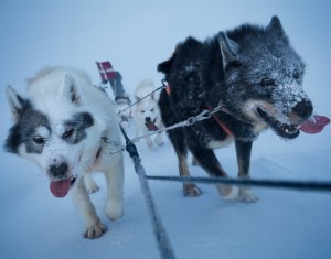 sled-dogs-615
