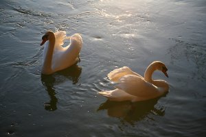 Swans