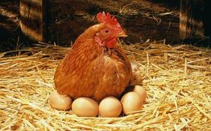 Hen-eggs